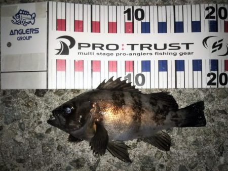 朝マズメ短時間釣行